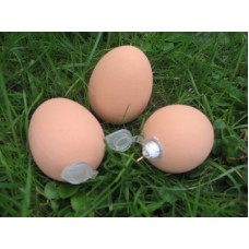 Egg Geocache (rubber)